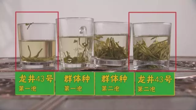 烏牛早和龍井的區(qū)別圖片，龍井43號和烏牛早茶的對比