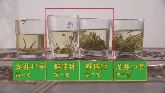 烏牛早和龍井的區(qū)別圖片，龍井43號和烏牛早茶的對比