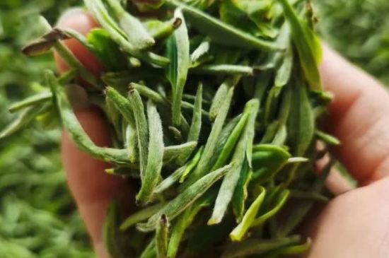 金壇雀舌算不算好茶，金壇雀舌屬于什么檔次茶葉？
