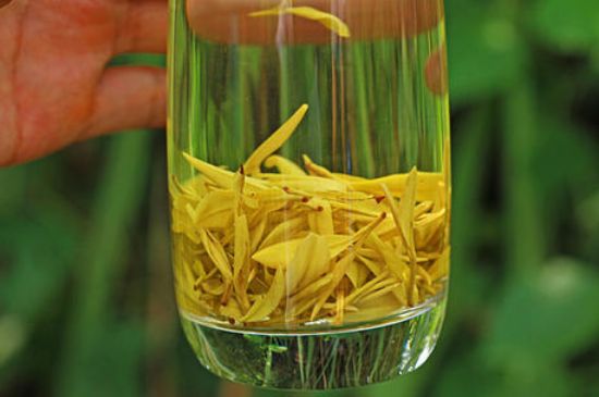 茶中奇葩黃金芽，安吉白茶中黃金芽的特點(diǎn)