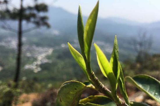 鳳凰單樅什么人不能喝，哪些人不能飲單叢茶