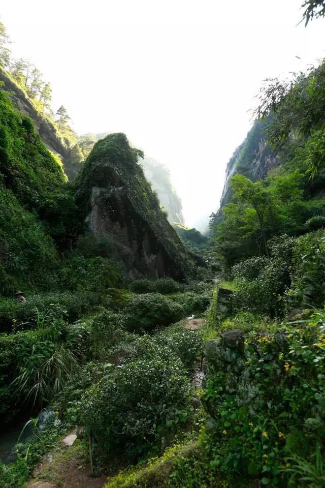 武夷山為什么盛產(chǎn)茶葉，武夷山茶為什么好喝？