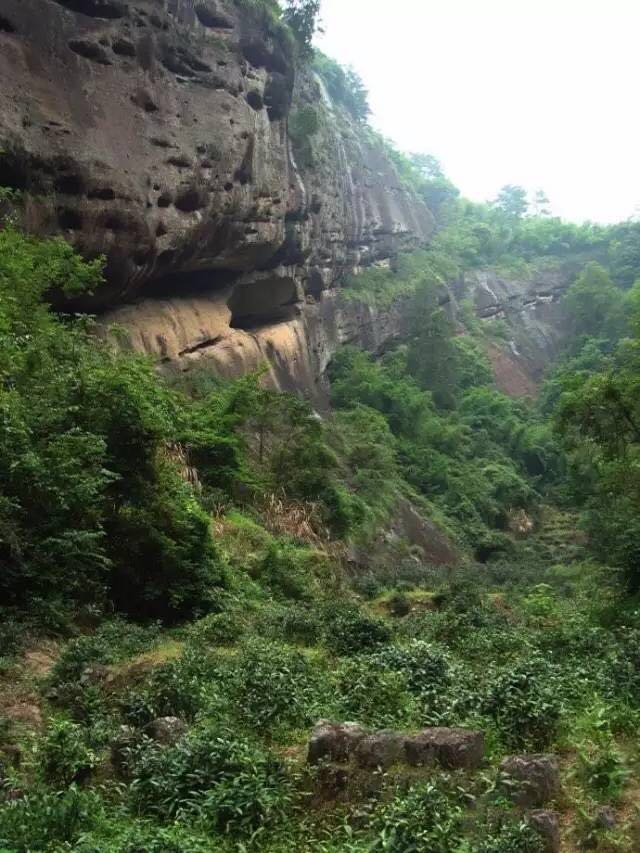 武夷山為什么盛產(chǎn)茶葉，武夷山茶為什么好喝？