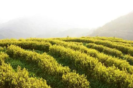 黃金茶的功效及禁忌癥，黃金茶有什么副作用嗎？