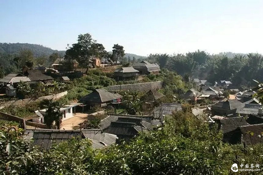 滇南2015年春茶市場溫和回落，老班章鮮葉價格誰說了算？