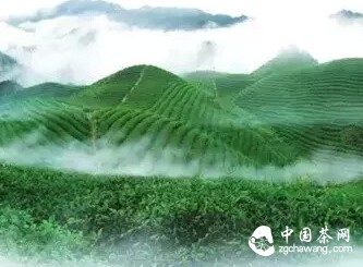 春茶，喚醒你的活力！